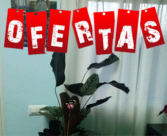 �Ofertas en Patricia L�pez Dise�o Floral!