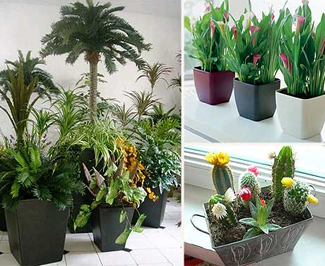 Tus plantas desde casa